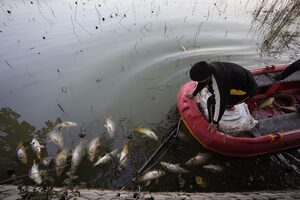 A wildlife worker removes dead fish from the Mansar lake, situated about 50km (31 miles) east of Jammu, India, Friday, Feb.9, 2024. According to Dheeraj Rampal, a local wildlife official, an estimated 2000 dead fish have been discovered in the lake over the last four days. He said that death was likely caused by fish swallowing hailstones. (AP Photo/Channi Anand)
