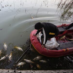 A wildlife worker removes dead fish from the Mansar lake, situated about 50km (31 miles) east of Jammu, India, Friday, Feb.9, 2024. According to Dheeraj Rampal, a local wildlife official, an estimated 2000 dead fish have been discovered in the lake over the last four days. He said that death was likely caused by fish swallowing hailstones. (AP Photo/Channi Anand)