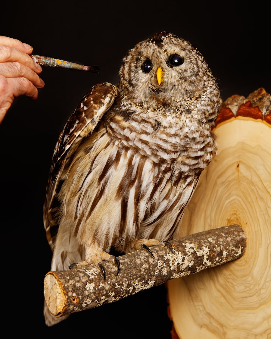 Dick Snyder’s owl, named Ethel, at Ken Morrison’s home and showroom called Feathers Alive Bird Taxidermy in Peterborough, Ont.