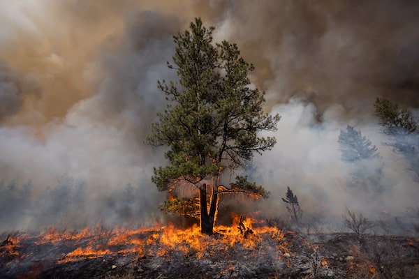 A tree catches fire during a prescribed fire burn on the ?aq?am community’s land outside Cranbrook, British Columbia on April 28, 2023.
