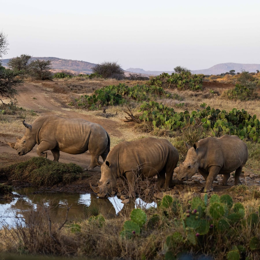The southern white rhino have recently been reintroduced into Loisaba Conservancy in Northern Kenya.