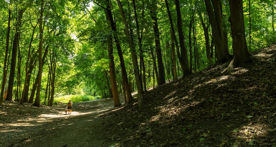 Toronto’s High Park is a magnet for dog walkers but coyotes also range here, searching for prey. One woman who spoke with The Globe was walking this path in 2023, when a coyote bounded down a hillside and ran away with her dog in its mouth. (The pet narrowly escaped; more on that below.)