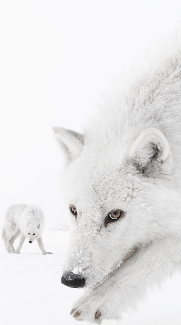  How did Amit Eshel get so close to these wolves in Nunavut? Learn more below about the craft and cunning that went into this year's submissions for one of the world's top wildlife photography contests.