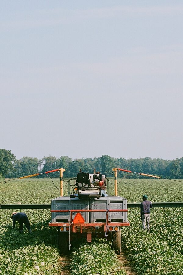 A team of temporary agricultural labourers harvest melon at Cebulak Farms near Simcoe in August, 2025. They are among the approximately 80,000 foreign workers who keep Canada’s farms running.