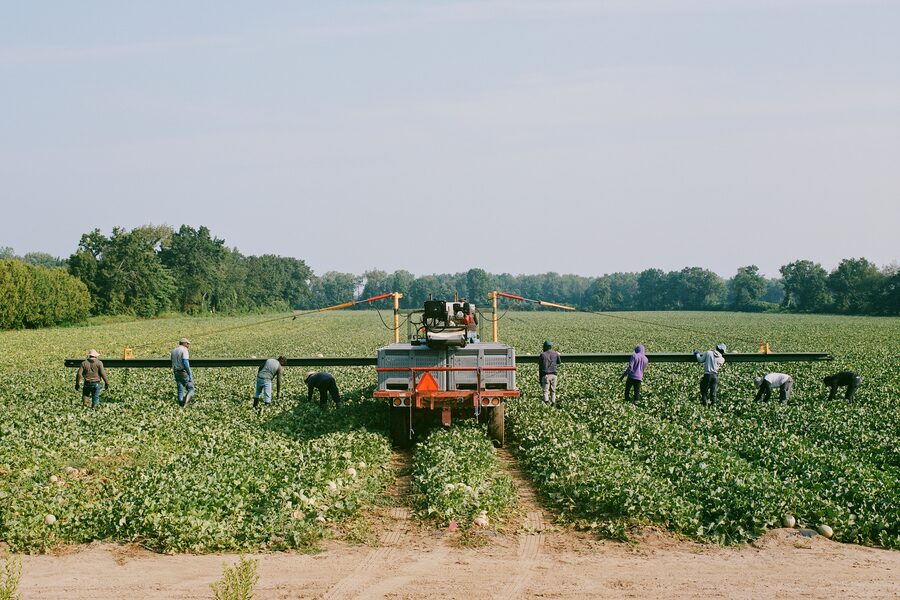 A team of temporary agricultural labourers harvest melon at Cebulak Farms near Simcoe in August, 2025. They are among the approximately 80,000 foreign workers who keep Canada’s farms running.