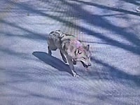 A wolf named Neukgu escaped from its enclosure at O-world zoo in Daejeon, South Korea, on Wednesday.