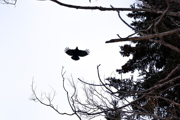 A raven circles overhead at the scene where Stacy DeBungee's body was found in the McIntyre River on October 19, 2015, in Thunder Bay, Ontario