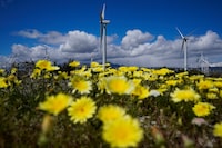 Flowers bloom below wind turbines in fields near Palm Springs, Calif. Wednesday, March 22, 2023. (AP Photo/Ashley Landis)