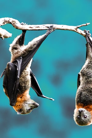 Fruit bats