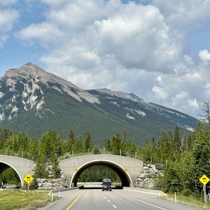 A wildlife crossing bridge over the Trans-Canada Highway in Alberta.