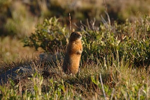 Title: Arctic Ground Squirrel
Caption: Researchers analyzed permafrost samples collected from ground squirrel
burrows that span several glacial periods and can remain frozen and sealed for
thousands of years.
Alt text: An Arctic ground squirrel standing upright among grasses and low tundra
vegetation.
Credit: Government of Yukon
