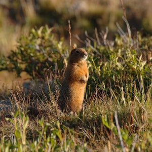 Title: Arctic Ground Squirrel
Caption: Researchers analyzed permafrost samples collected from ground squirrel
burrows that span several glacial periods and can remain frozen and sealed for
thousands of years.
Alt text: An Arctic ground squirrel standing upright among grasses and low tundra
vegetation.
Credit: Government of Yukon