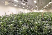 An employee of Aurora Deutschland GmbH, a manufacturer of medical Cannabis products, looks at flowering Cannabis plants in a greenhouse in Leuna, Germany September 11, 20223.