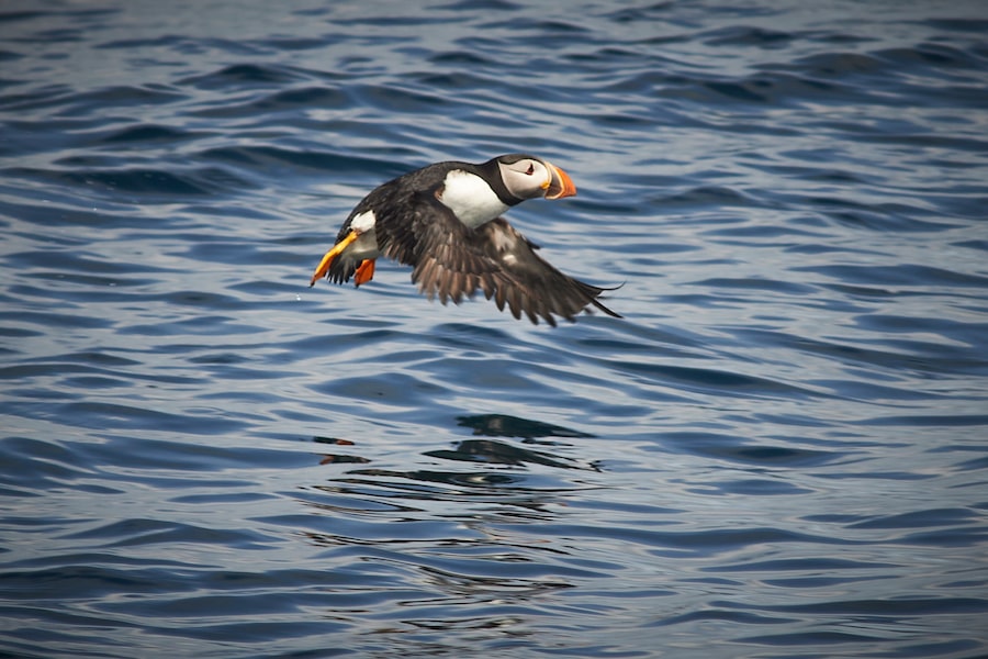 An Atlantic puffin swoops low over the ocean at the Witless Bay Ecological Reserve, near St. John's Newfoundland.