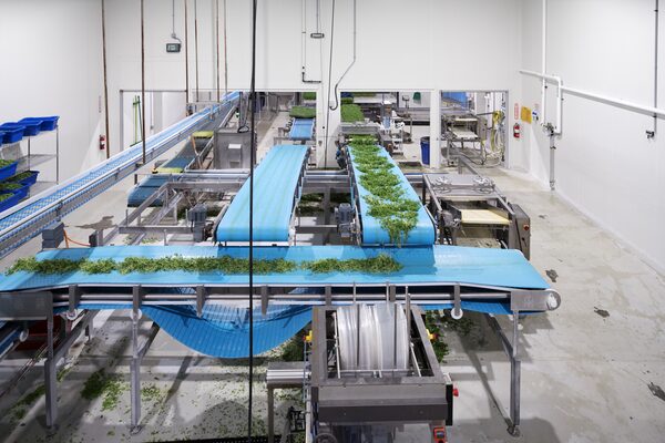 Pea shoots are trimmed and prepared for packaging at GoodLeaf Farms. Jan 31, 2023